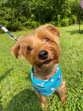 Load image into Gallery viewer, Shark Frenzy Reversible Bandana