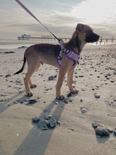 Load image into Gallery viewer, Sprinkled with Love Step-In Adjustable Donut Harness