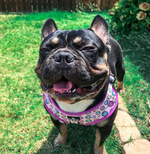 Load image into Gallery viewer, Sprinkled with Love Step-In Adjustable Donut Harness