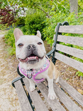 Load image into Gallery viewer, Sprinkled with Love Step-In Adjustable Donut Harness