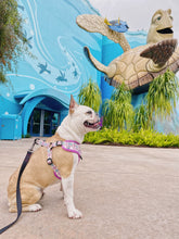 Load image into Gallery viewer, Sprinkled with Love Step-In Adjustable Donut Harness