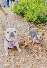 Load image into Gallery viewer, Sprinkled with Love Step-In Adjustable Donut Harness